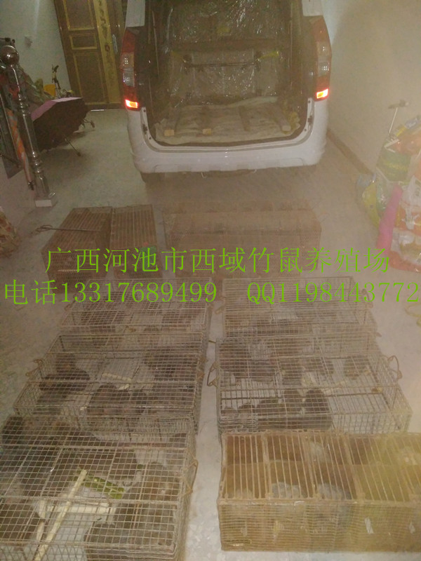 廣西河池市竹鼠種苗長期供應(yīng)及回收