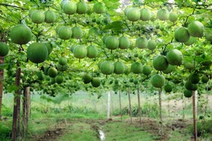 瓜蔞苗瓜蔞種植培訓(xùn) 供應(yīng)瓜蔞種 潛山大天柱野瓜蔞發(fā)展有限責(zé)任