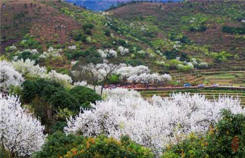 生态旅游放牛坪景区 重庆放牛坪旅游景区 重庆众友林业发展有限