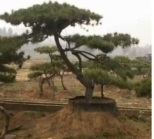 优质造型黑松销售/松树种植/莱芜市雪野旅游区鹏宇苗木销售中心