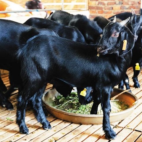 會澤黑山羊多少錢一斤 昆明烤全羊加盟 昆明市五華區黑為鮮羊肉