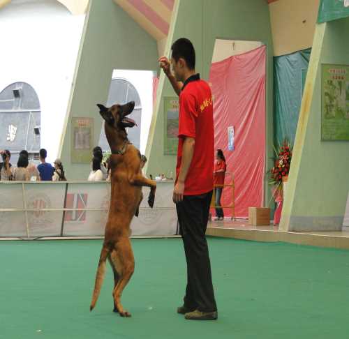 廣東訓(xùn)犬學(xué)校_廣東寵物影視拍攝基地_深圳翔鵬寵物有限公司