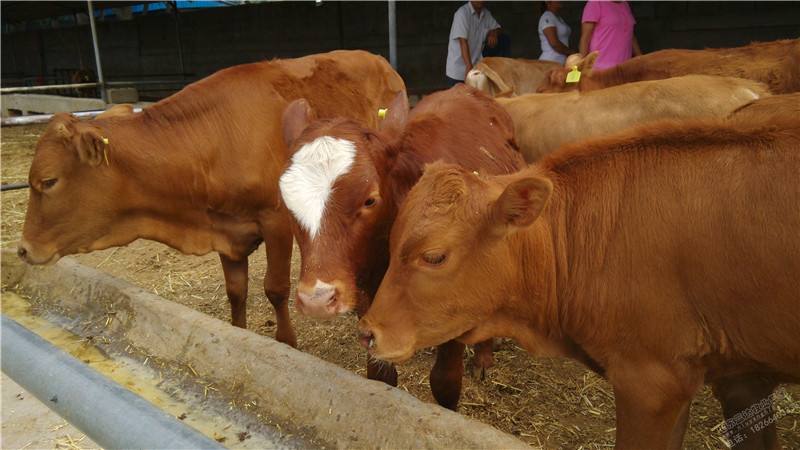 牛犢育肥技術提前出欄 就用優農康飼料添加劑