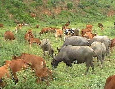 肉牛催肥就試試優農康微生態肉牛催肥精 更專業 