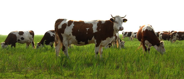 肉牛催肥就試試優農康微生態肉牛催肥精 更專業 