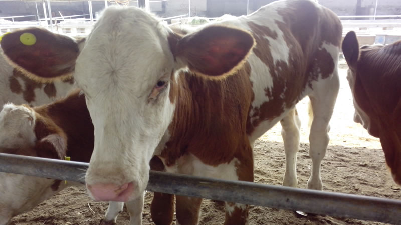 大家都在用什么牌子的肉牛催肥产品？试试优农康微生态饲料添加剂