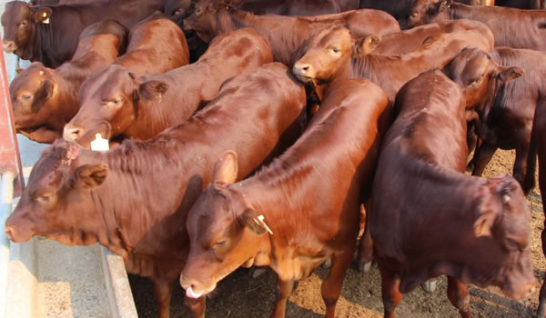 使用肉雞催肥飼料添加劑催肥的好處？使用優(yōu)農(nóng)康微生態(tài)健康放心