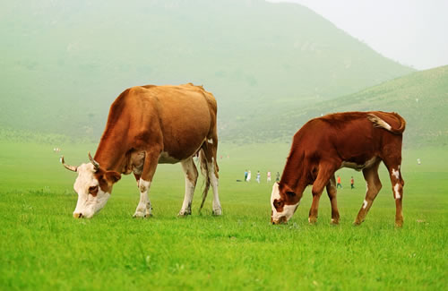 哪個(gè)牌子的西門塔爾肉牛飼料好用 讓牛更快生長 