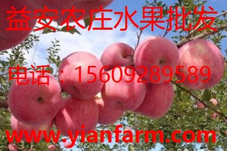 陜西蘋果供應(yīng)商 哪里有mh桃批發(fā) 西安海格廣告文化傳播有限公