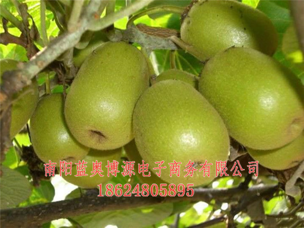 桐柏云商-南陽桐柏云商-桐柏農(nóng)貿(mào)產(chǎn)品