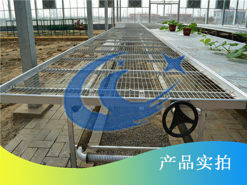 溫室蔬菜種植如何增產(chǎn)-博超苗床原始圖片2