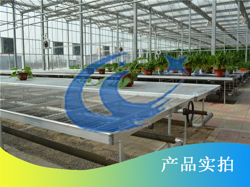 溫室蔬菜種植如何增產(chǎn)-博超苗床原始圖片3