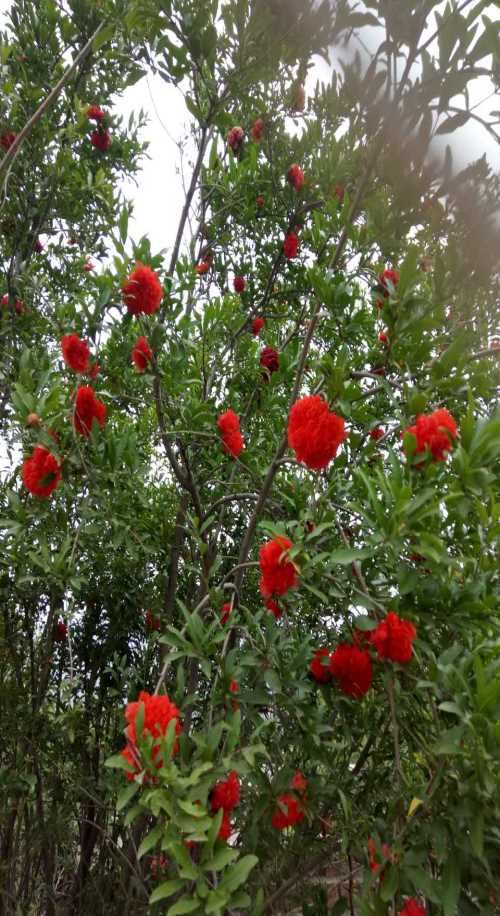 山东丛生花石榴出售_河北月季出售_偃师市首阳山镇宏魁苗圃