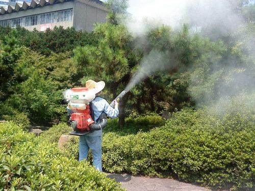 四川綠化養護報價 綠化苗木基地圖片 郫縣紫苑園藝場