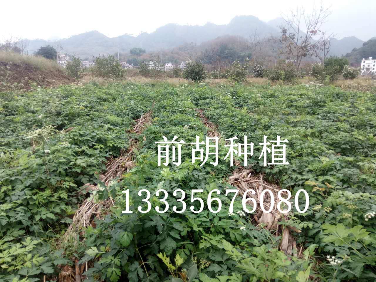 白花前胡種子產(chǎn)地價(jià)格原始圖片2