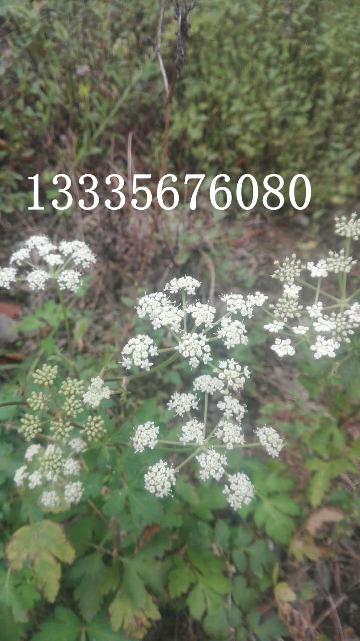 白花前胡種子產(chǎn)地價(jià)格原始圖片3