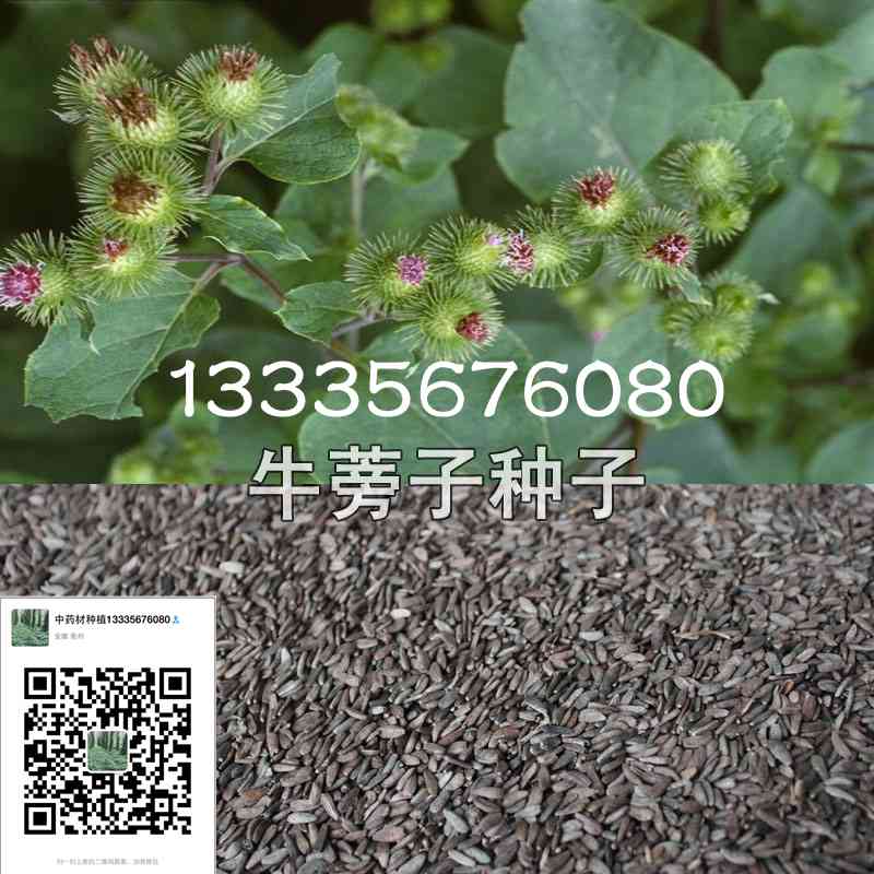 供應牛蒡子種子,牛蒡子批發