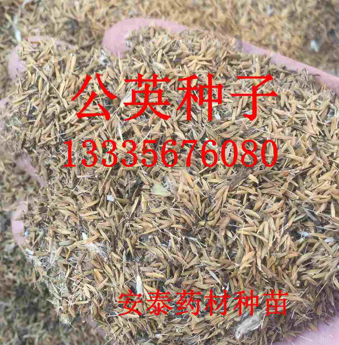 蛇床子種子批發(fā),蛇床子種子包郵產(chǎn)地價(jià)格