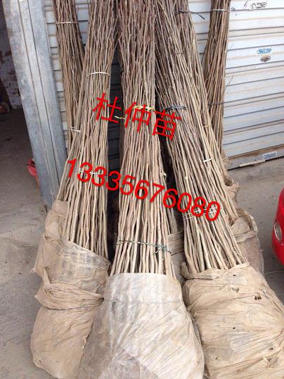 防風(fēng)種子批發(fā)零售,出售防風(fēng)種子5噸,防風(fēng)種子供應(yīng)商