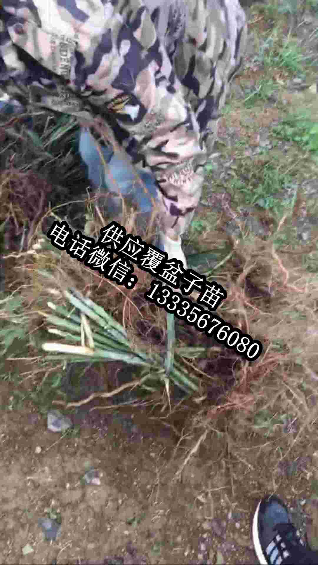 吳茱萸苗子批發(fā),吳茱萸苗包郵價(jià)格,吳茱萸苗供應(yīng)商