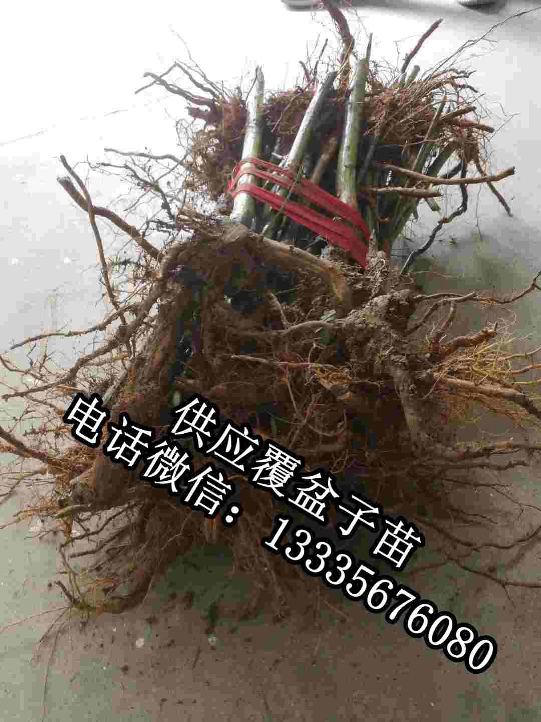 覆盆子種苗批發(fā)商,覆盆子苗子價(jià)格原始圖片2