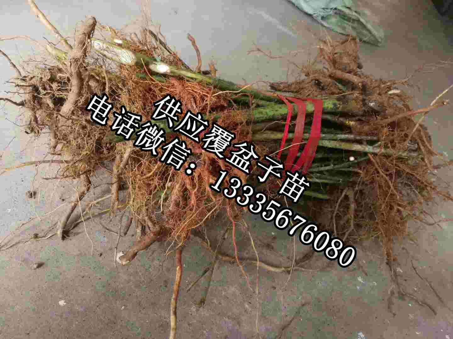 覆盆子種苗批發(fā)商,覆盆子苗子價(jià)格原始圖片3