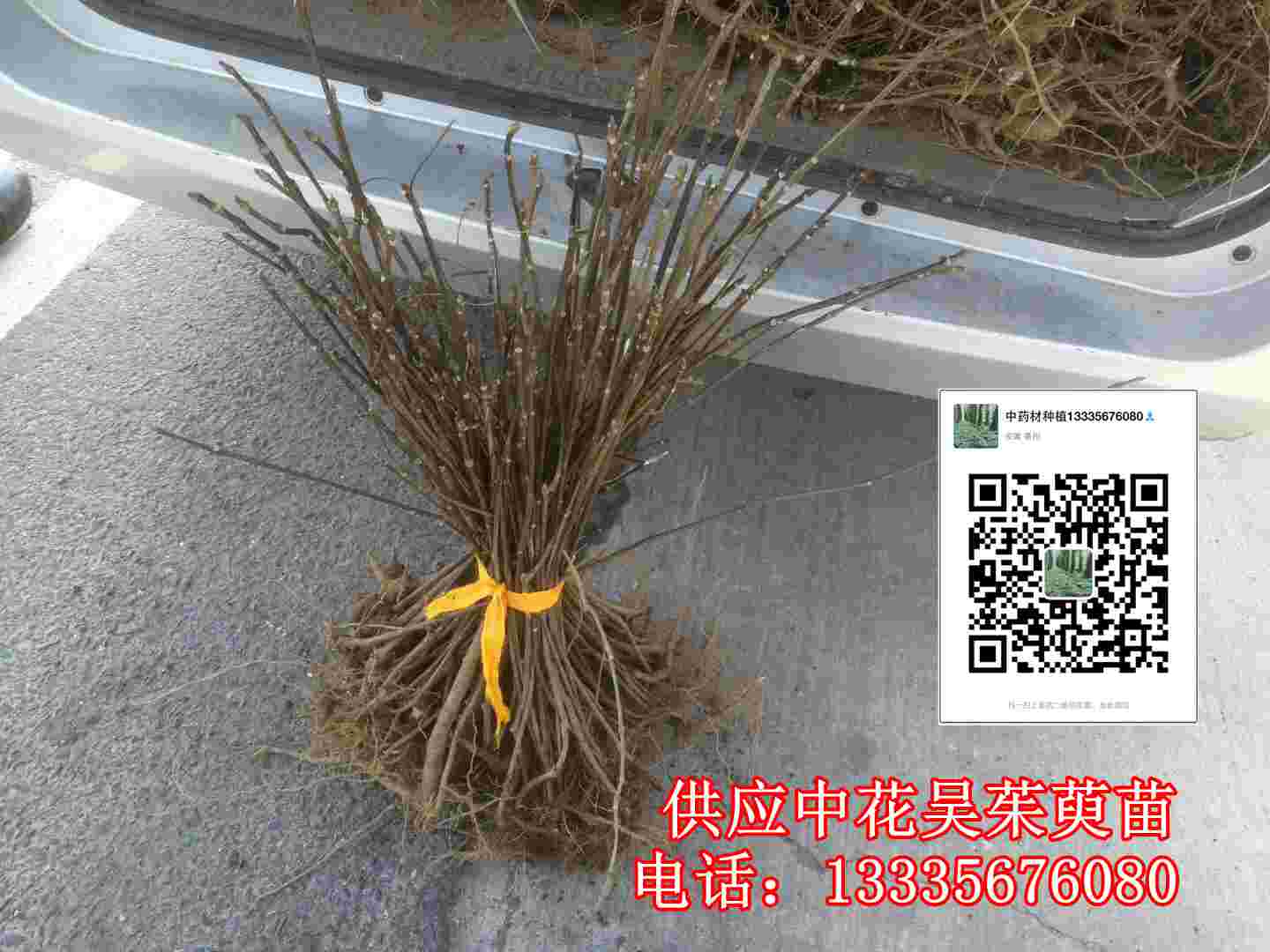 亳州甘草種子批發(fā)商,甘草種子常年經(jīng)營