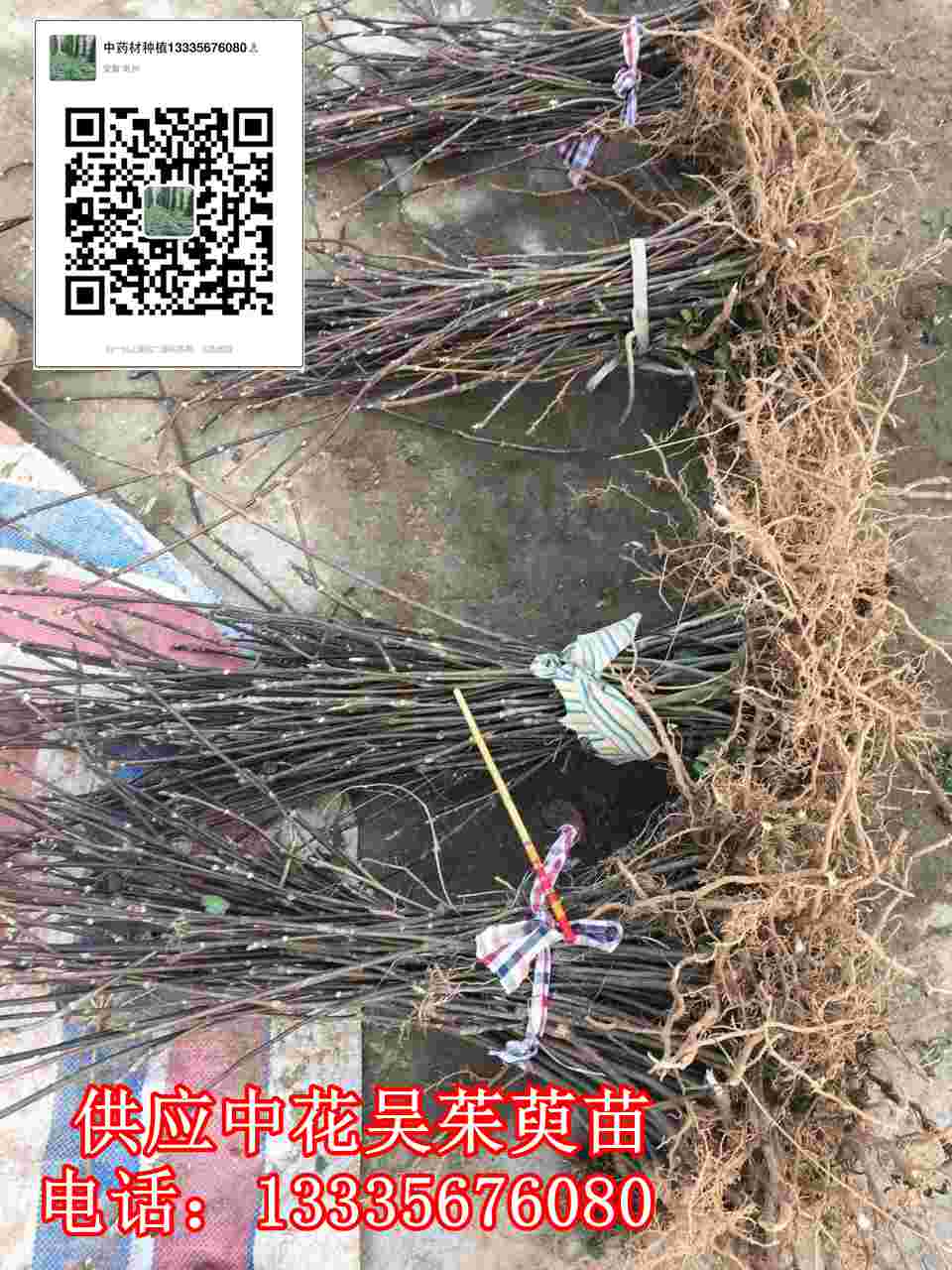 吳茱萸苗子批發(fā),吳茱萸苗包郵價(jià)格,吳茱萸苗供應(yīng)商原始圖片2