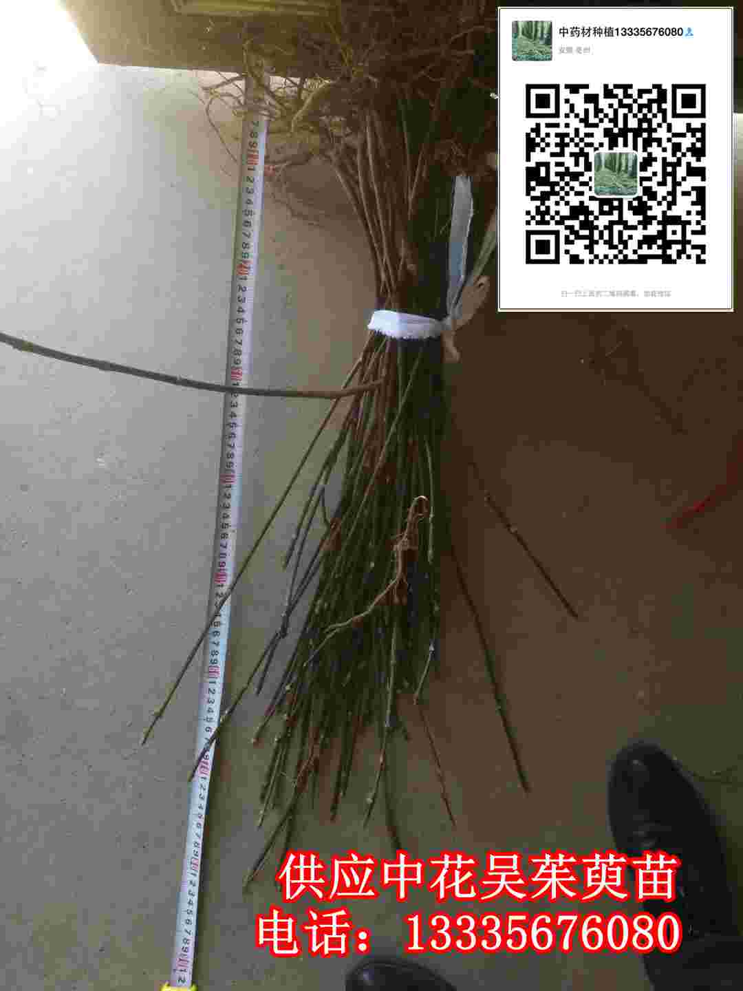 吳茱萸苗子批發(fā),吳茱萸苗包郵價(jià)格,吳茱萸苗供應(yīng)商原始圖片3