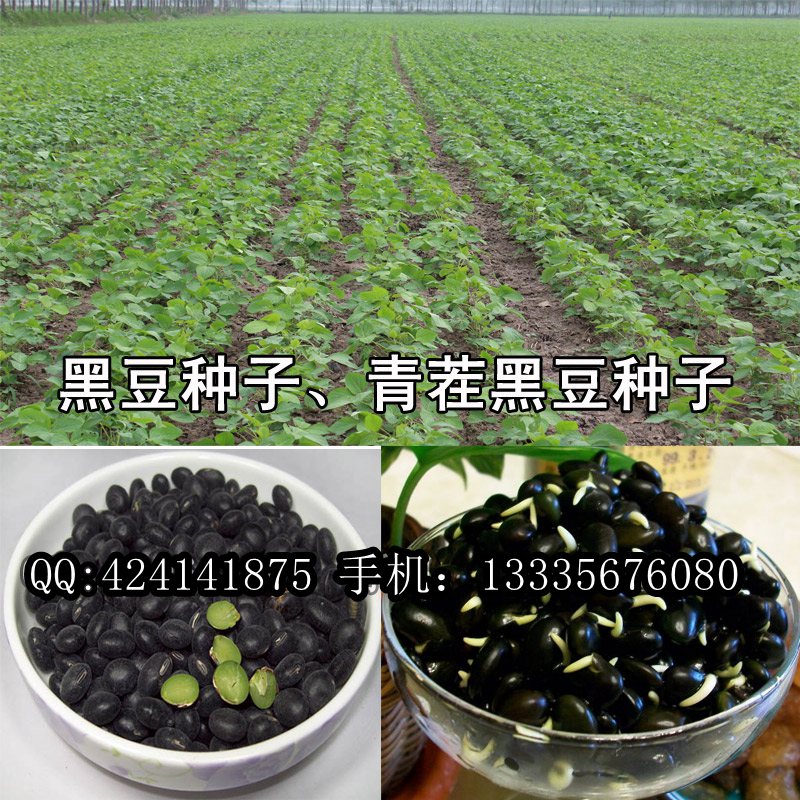 黑豆種子批發(fā)商,青仁黑豆種子價(jià)格