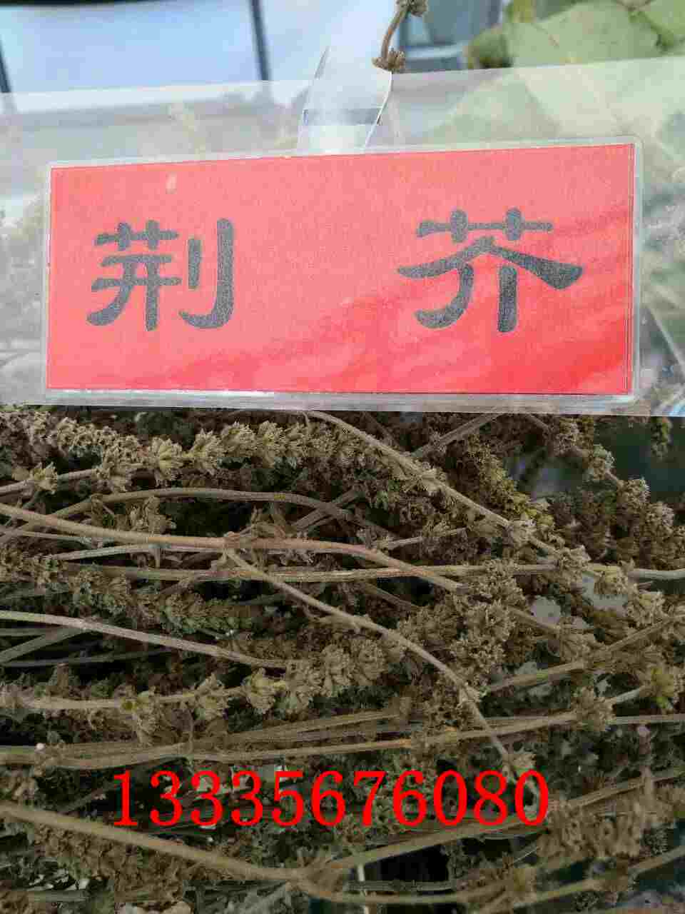 荆芥种子批发商,荆芥种子包邮价格,荆芥种子供应