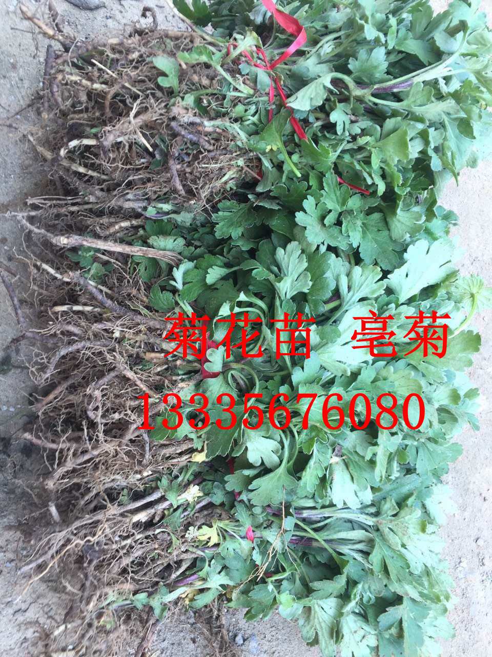 亳菊苗,菊花苗批发商,药用菊花种苗