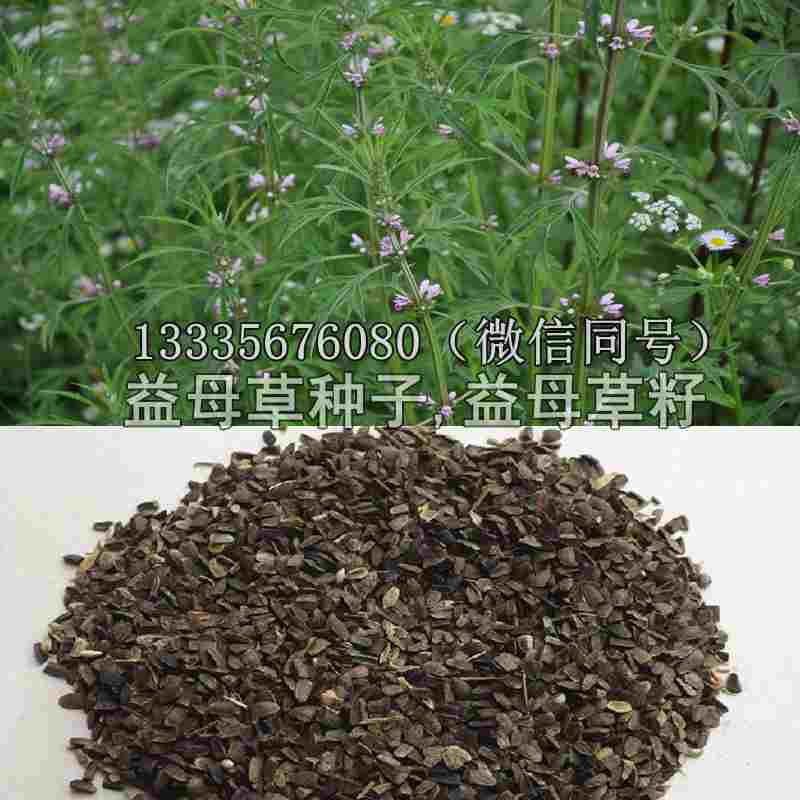 薏米草种子批发包邮,益母草种子供应商