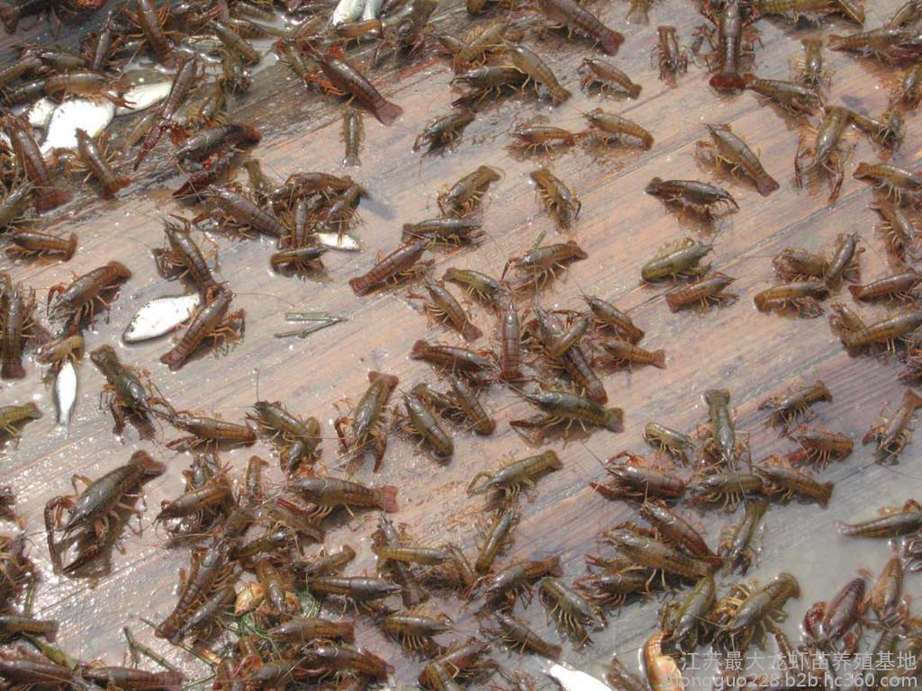 四川好的水產養殖項目-水產批發商城招商電話-資陽市惠豐水產專