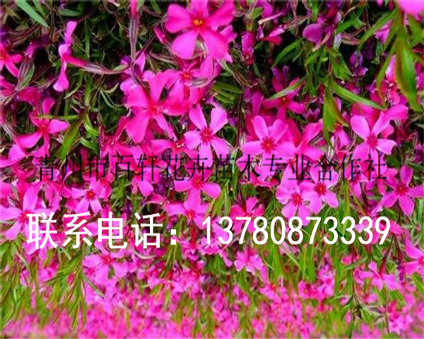 發(fā)往衡陽(yáng)的芝櫻花杯苗