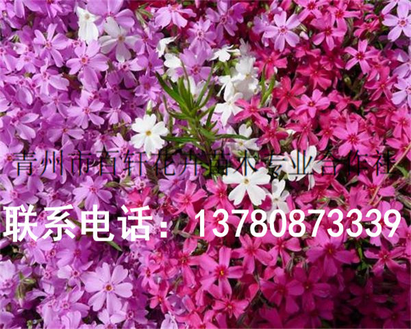 發(fā)往衡陽(yáng)的芝櫻花杯苗