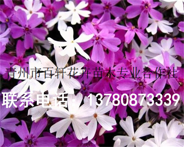 發(fā)往洛陽的芝櫻花幼苗