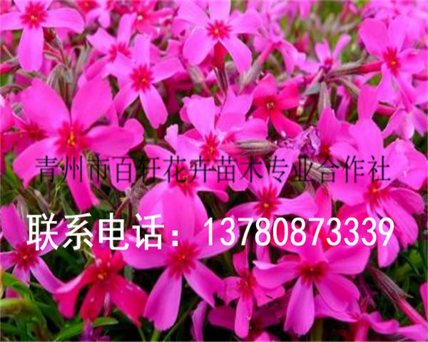 發(fā)往新鄉(xiāng)的芝櫻花杯苗