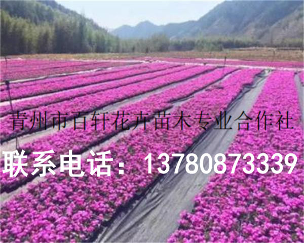 发往鹤壁的芝樱花小苗