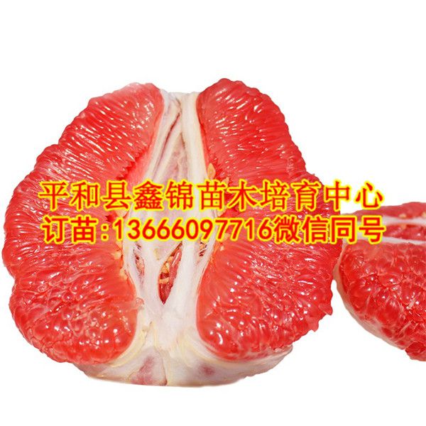 紅肉柚子苗價(jià)格