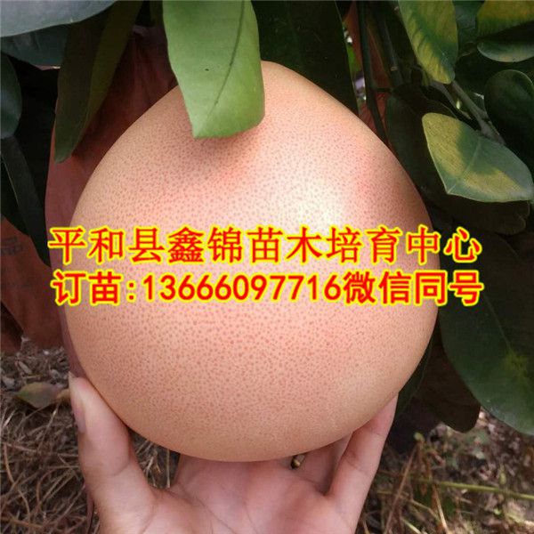 紅肉柚子苗價(jià)格