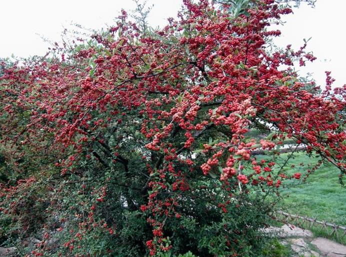 洛陽(yáng)紅葉石楠柱規(guī)格_山西火棘造型樹圖片_偃師市首陽(yáng)山街道奇秀