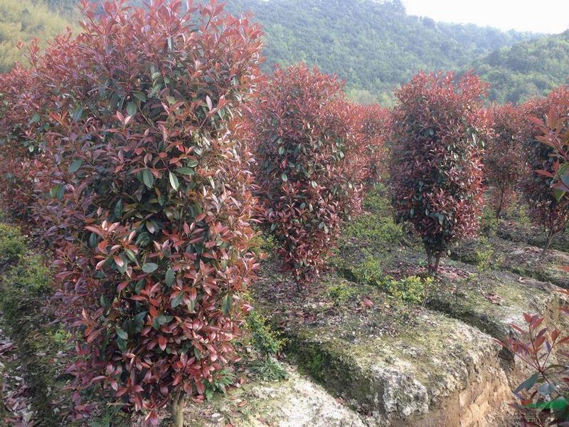 火棘造型樹基地_河南大葉女貞球_偃師市首陽(yáng)山街道奇秀園藝場(chǎng)