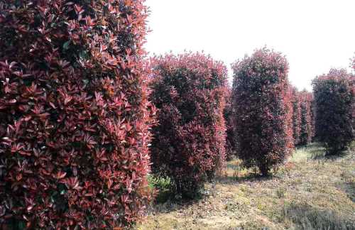 江蘇紅葉石楠柱價(jià)格-山東小葉女貞造型樹-偃師市首陽山街道奇秀