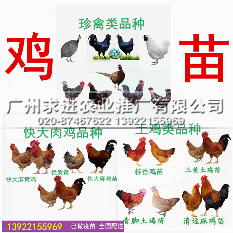 雞苗批發(fā)，優(yōu)質(zhì)雞苗廣州竹料孵化廠家批發(fā)，全國配送價格優(yōu)惠