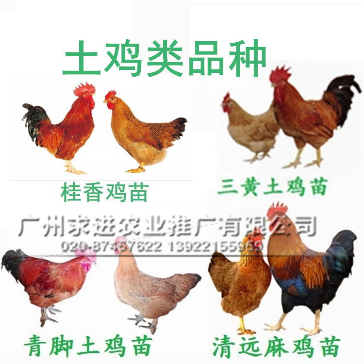 雞苗批發(fā)，優(yōu)質(zhì)雞苗廣州竹料孵化廠家批發(fā)，全國配送價格優(yōu)惠