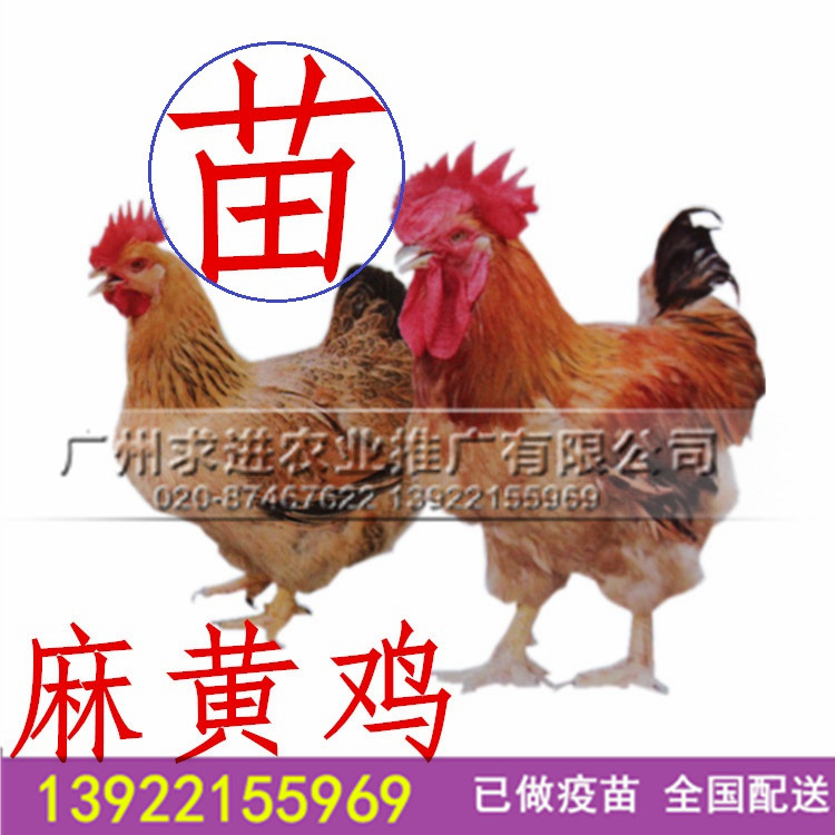 麻黃雞苗批發(fā)，新廣k9雞苗/882雞苗，廣東孵化場(chǎng)供應(yīng)，價(jià)格優(yōu)惠