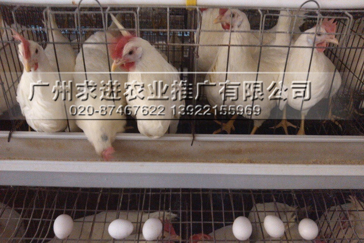 供應蛋雞苗，高產蛋雞品種/羅曼粉雞苗/海蘭灰雞苗，批發價格