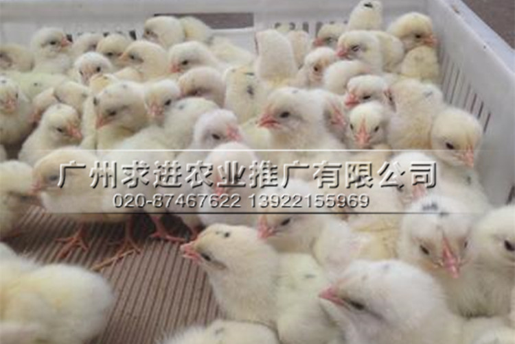 供應蛋雞苗，高產蛋雞品種/羅曼粉雞苗/海蘭灰雞苗，批發價格