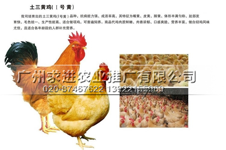 純種土雞苗，小腳/黃羽/麻羽/本地土雞品種，孵化廠家批發價格原始圖片2